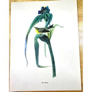 Audubon Birds of America Pine Warbler Original Print Vtg 1950 RT Peterson 9 x 12